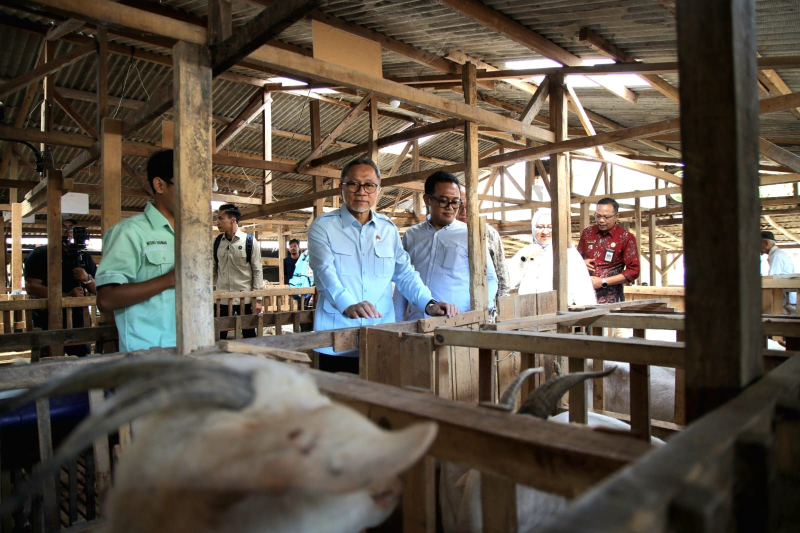 Lebih dari 3 Juta Peternak Kambing, Kemenko Pangan Dorong Hilirisasi Susu Kambing