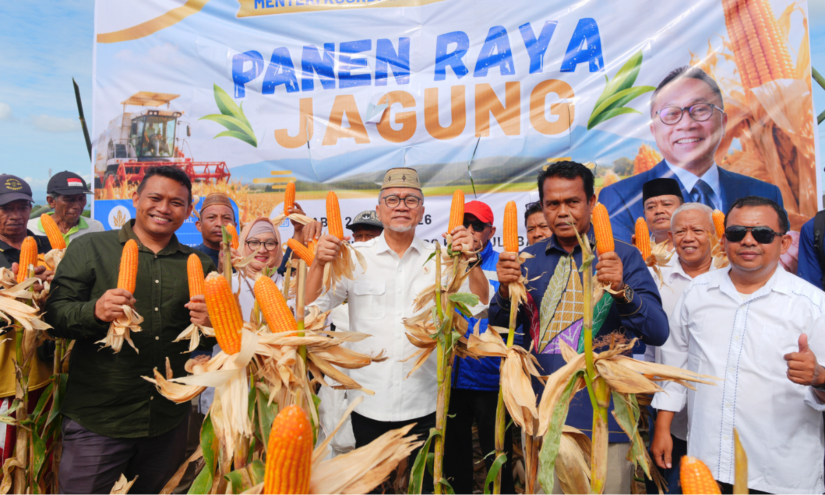 Panen Raya Jagung Gorontalo, Produktivitas Meningkat Perkuat Swasembada Pangan